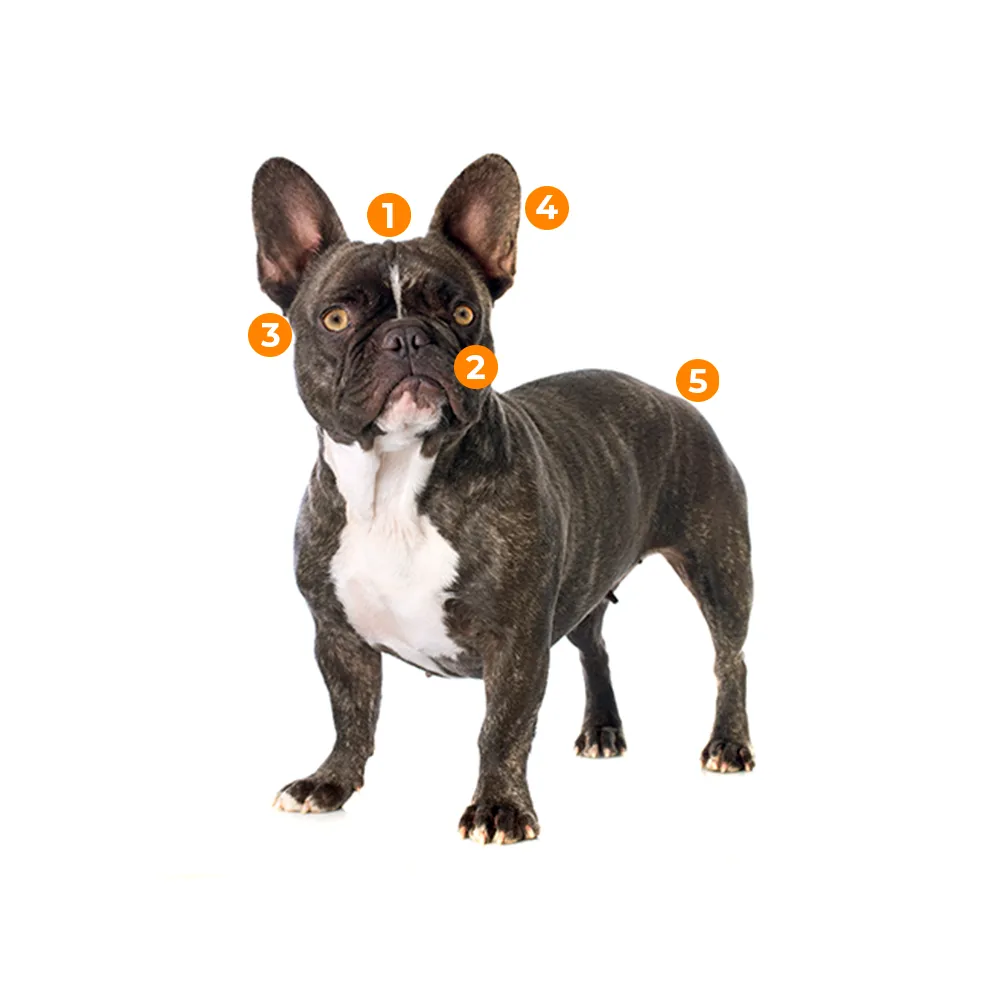 caracteristicas fisicas